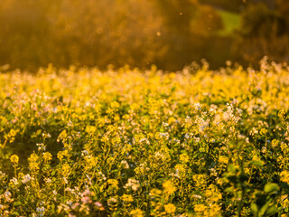 Obraz premium Rapsfeld in der Abendsonne