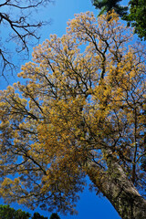 Mahogany (Swietenia macrophylla) in tropical rainforest                               