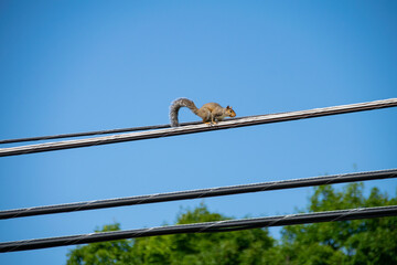 squirrel on a wire