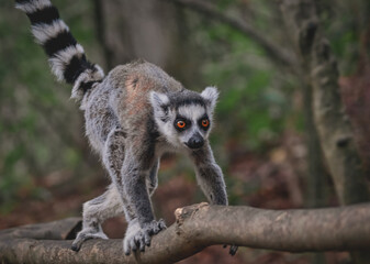 Katta rennt über das Geländer