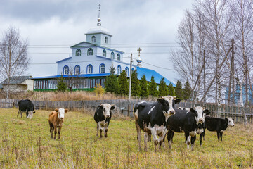 Cows on the meadow by the wooden fence at autumn day time.