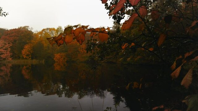 Panning over the small lake of Hjortedam, Lyngby, Copenhagen, Denmark, on a rainy autumn day, stock footage by Brian Holm Nielsen 2