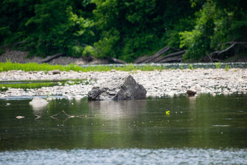 Obraz premium rock on the river