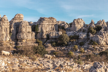 Ovejas en el Torcal de Antequera, Málaga.