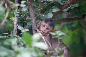 可愛いサル