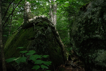 Obraz premium overgrowth