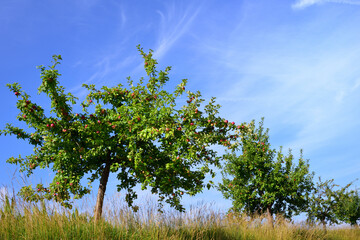 Several crooked apple trees stand next to each other in a meadow, against a blue sky, with ripe...