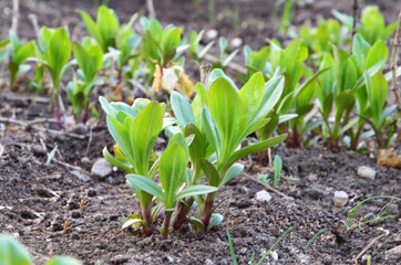 The seedling are growing from the rich soil to the morning sunlight that is shining, ecology concept. Group of green sprouts growing out from soil