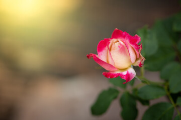 Roses in the garden