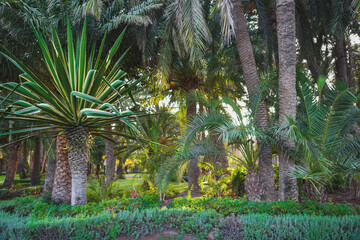 a large number of tropical plants, jungle