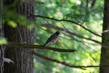robin in the tree