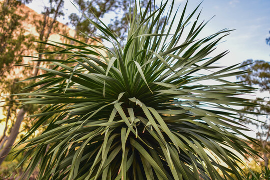 green tropical plant with sharp leaves