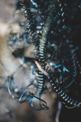 Colorful metal scraps of metal,  shaped like springs, shiny and catching light, blue and gold and copper mostly