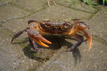 Crab
Claw crab  - Close up, closeup
crab is roaming the street.
Something strange Crab in the city
animal, animals, wildlife, wild nature, see, river, beach