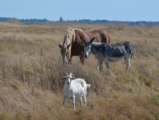 The Horse, the donkey and the goat (le cheval, l'âne et la chèvre). Campagne de France. 