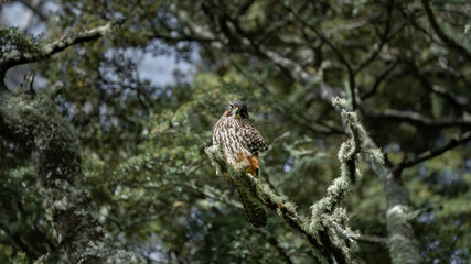New Zealand Falcon