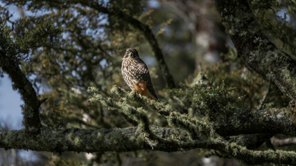 New Zealand Falcon Native Bird