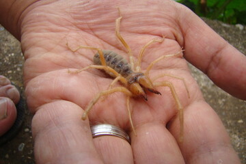 camel spiders. Not true scorpions.
Exotic veterinarian holding a sun spider, vet.
wind scorpion, solifuges, arthropods, invertebrates.
bug, bugs in woods, insects, insect, animals, animal, wildlife