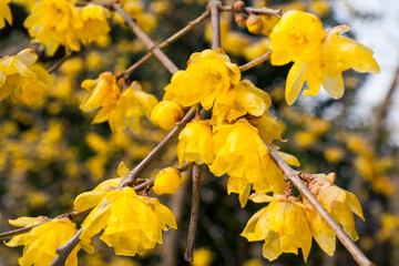 ソシンロウバイ