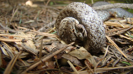 Snake eating lizard (skink).
Smooth Snake (Coronella austriaca) is a non venomous. colubrid in Europe.
Predator and prey.
Snake hunts its prey.
reptiles, reptile, animals, animal, catching, wildlife