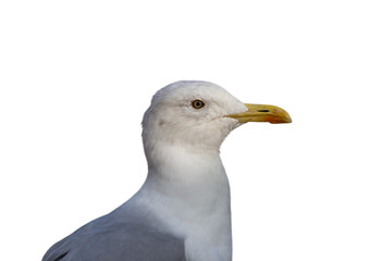 Seagull seabird portrait in profile isolated on white background