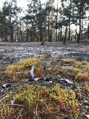 stream in the forest