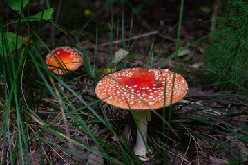 two amanita mushrooms in dark forest
