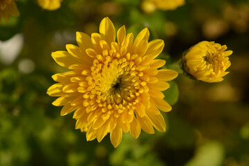 Beautiful yellow Chrysanthemum flower