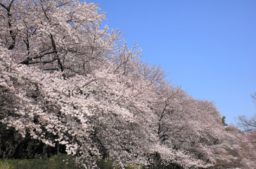 Naklejka premium 桜