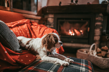 Cute Little Puppy Resting By The Fireplace at Home. Cavalier King Charles Spaniel baby dog...