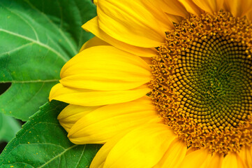 Obraz premium Background of halves of bright yellow sunflower flower and green leaves close-up with selective focus on the petals.