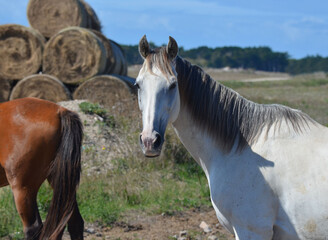 Fototapeta premium Horses and hay bale (chevaux et ballots de foin). France