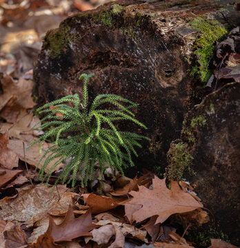 Ground Pine- Tree Clubmoss, (Lycopodium dendroideum) Princess Pine surrounded by fallen brown oak leaves
