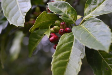 apanese aucuba berries / Aucubaceae evergreen shrub