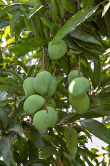 Mango fruit on tree in the Philippines