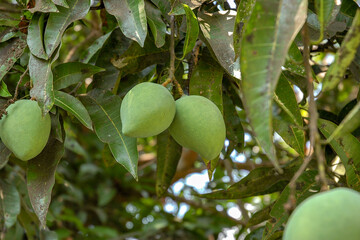 Mango fruit on tree in the Philippines