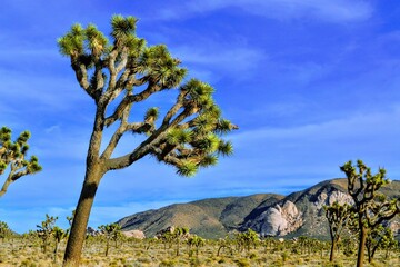 Joshua Tree