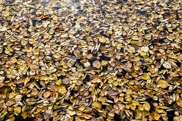 Colourful fall leaves in pond lake water, floating autumn leaf. Fall season leaves in rain puddle. Sunny autumn day foliage. Beautiful reflection in water