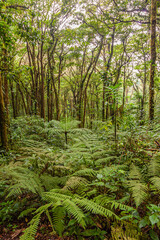 A walk through the clouds over a bridge above the canopy of the up to 60 meter tall trees of the rainforest of Costa Rica
