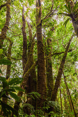 Obraz premium A walk through the clouds over a bridge above the canopy of the up to 60 meter tall trees of the rainforest of Costa Rica