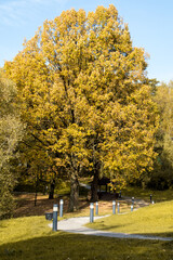 Autumn tree next to the path. Yellow foliage on the trees.