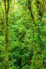 A walk through the clouds over a bridge above the canopy of the up to 60 meter tall trees of the rainforest of Costa Rica