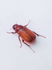 stag beetle on white background