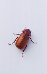 stag beetle on white background