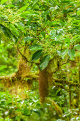A walk through the clouds over a bridge above the canopy of the up to 60 meter tall trees of the rainforest of Costa Rica