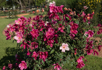 Flowering shrubs. Exotic roses. View of Rosa Mutabilis, also known as China Rose, flowers of light pink and fuchsia petals, spring blooming in the park. 