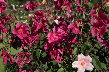 Floral. Exotic roses. Closeup view of a beautiful Rosa Mutabilis flowers of light pink and fuchsia petals, spring blooming in the garden.