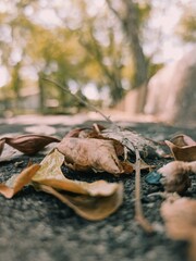 crab in the forest