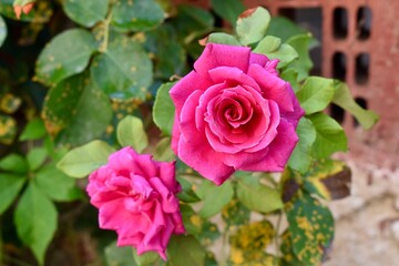 Pink tea roses in garden