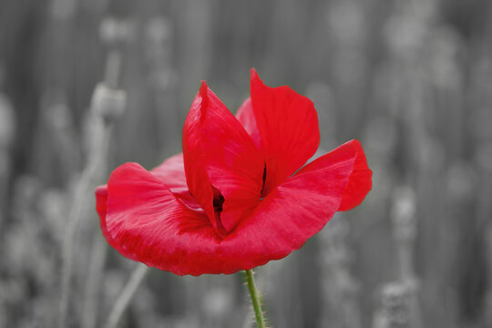 Black and white image with single red poppy with a defocused background of flowers and leaves with space for text eg Lest we forget. Poppy is a military symbol remembering those who died in war.